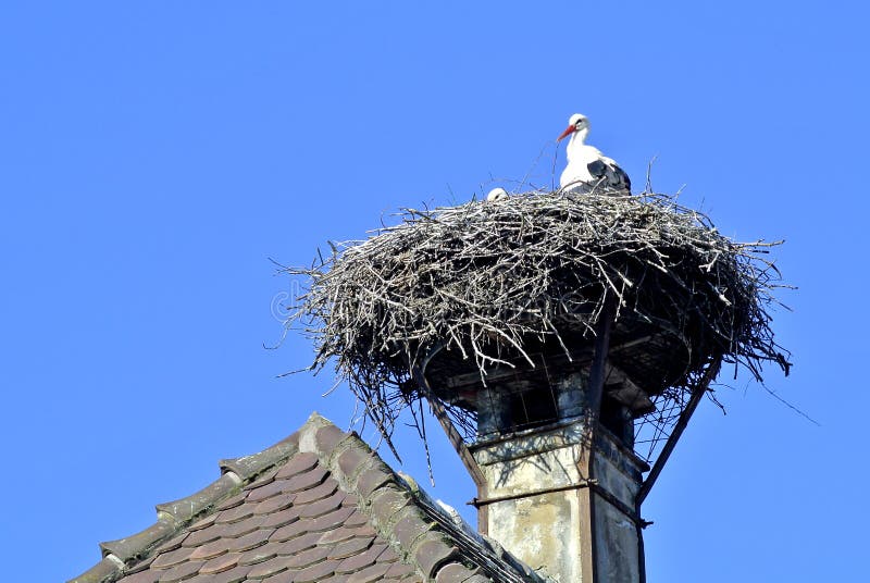 stork-nest-chimney-alsace-france-39032053 stork-nest-chimney-alsace-france-39032053